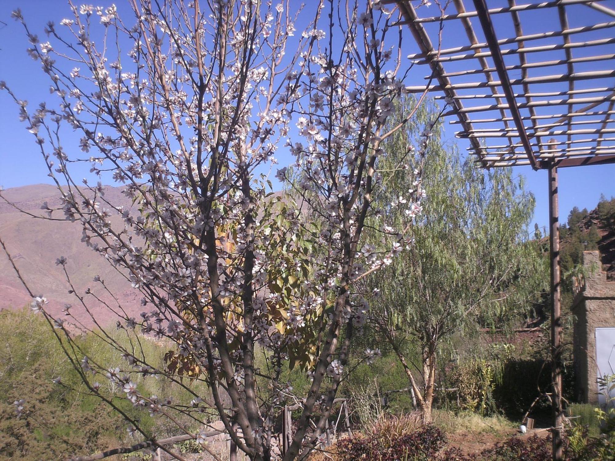 Auberge Tigmmi N'Tamazirte Ijjoukak 외부 사진